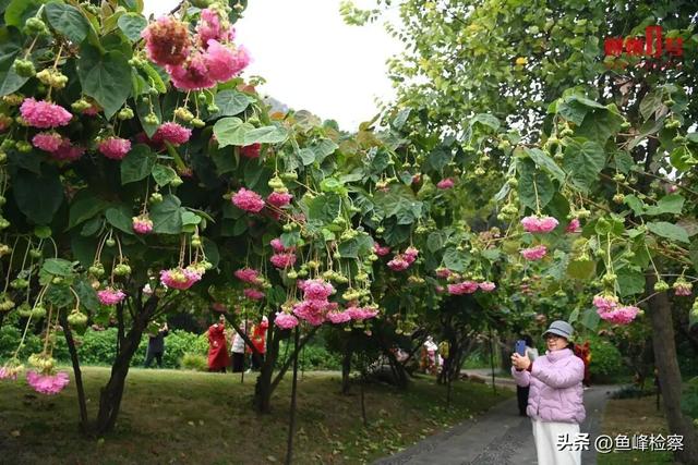 柳州下“花”了！粉色花海铺满人行道，还有“红色瀑布”超出片~回暖在这天→