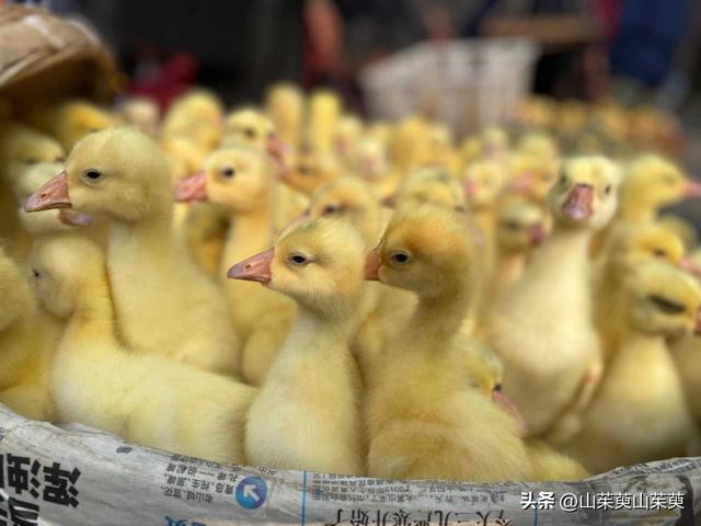2023年春重庆探亲游（上篇）