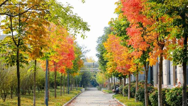 鲁南制药的初冬，一场“色香味俱全”的极致盛宴