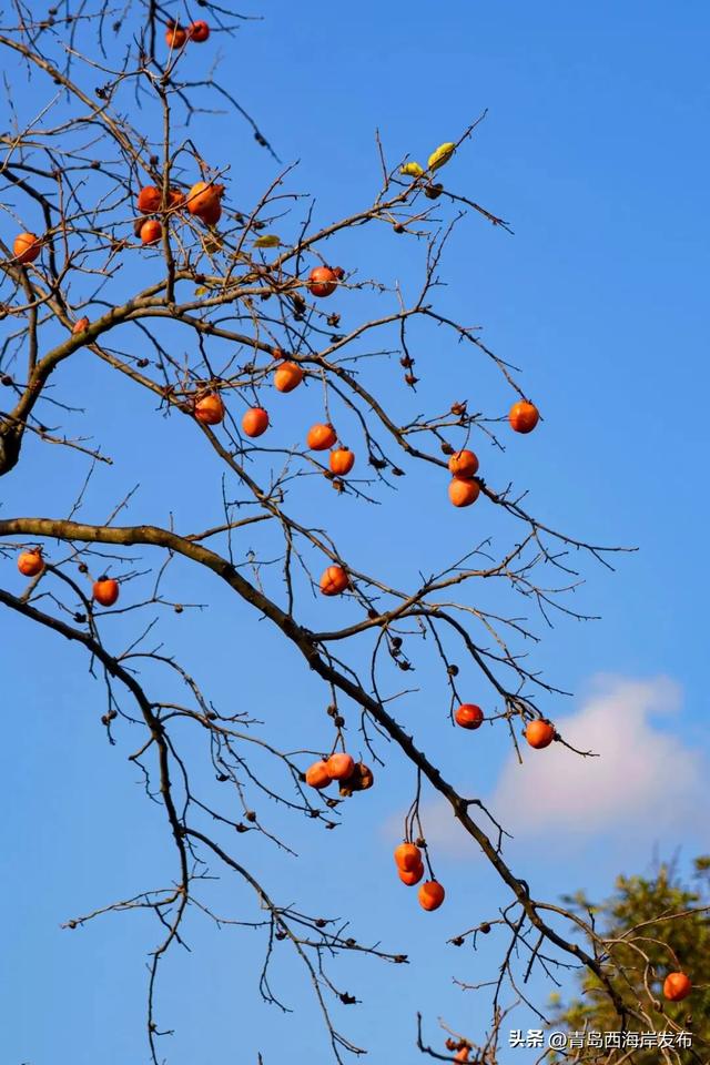 走不出这画了，我已被西海岸的秋景迷倒 🥹