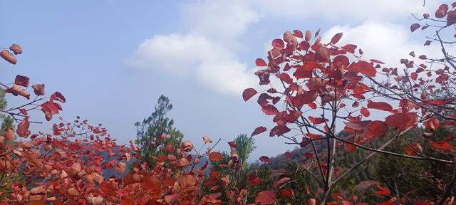 骊山红叶似火 车辆行人如织