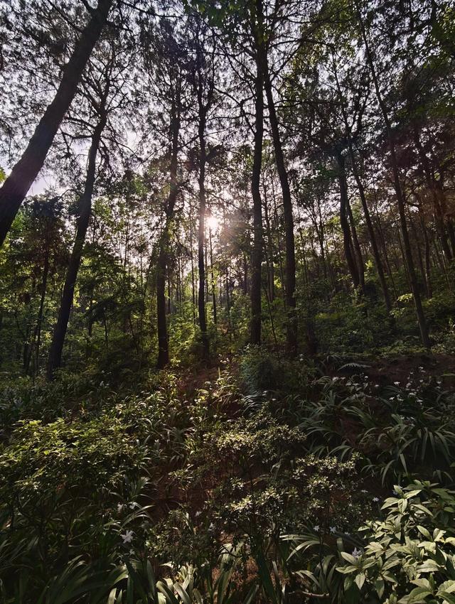 重庆铁山坪森林公园轻徒步路线