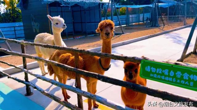 周末好去处丨人少免费!烟台小众公园美疯了