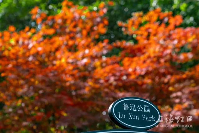 鲁迅公园枫叶红了！红黄青绿交织秋意浓~超出片
