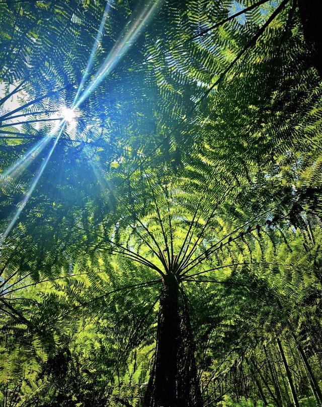 四川春季值得推荐的赏花路线