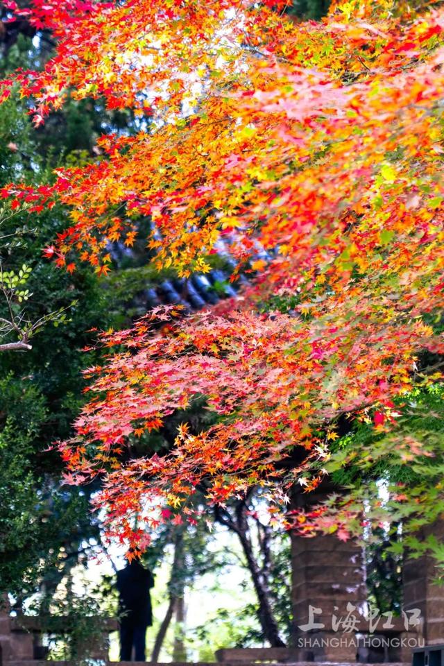 鲁迅公园枫叶红了！红黄青绿交织秋意浓~超出片