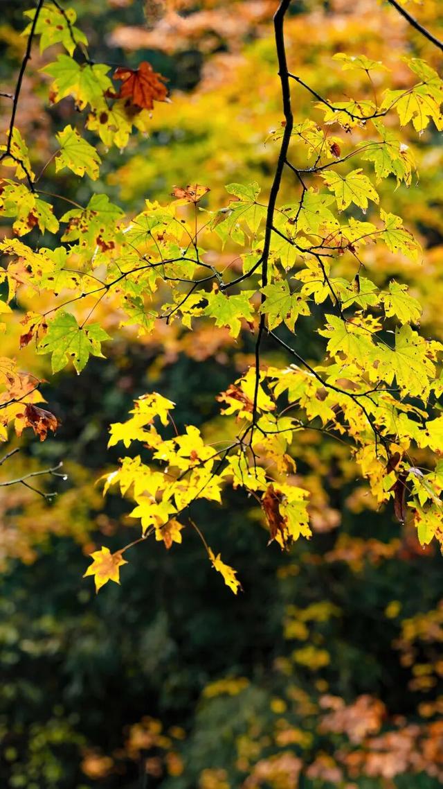 秋假免门票！抓住秋天的尾巴~来龙苍沟秋假赏秋领限定奖牌！