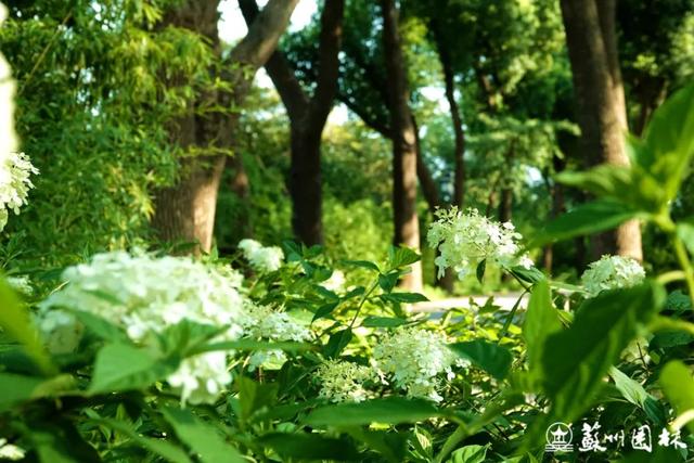 197处！苏州“绿荫花路”地图来了！