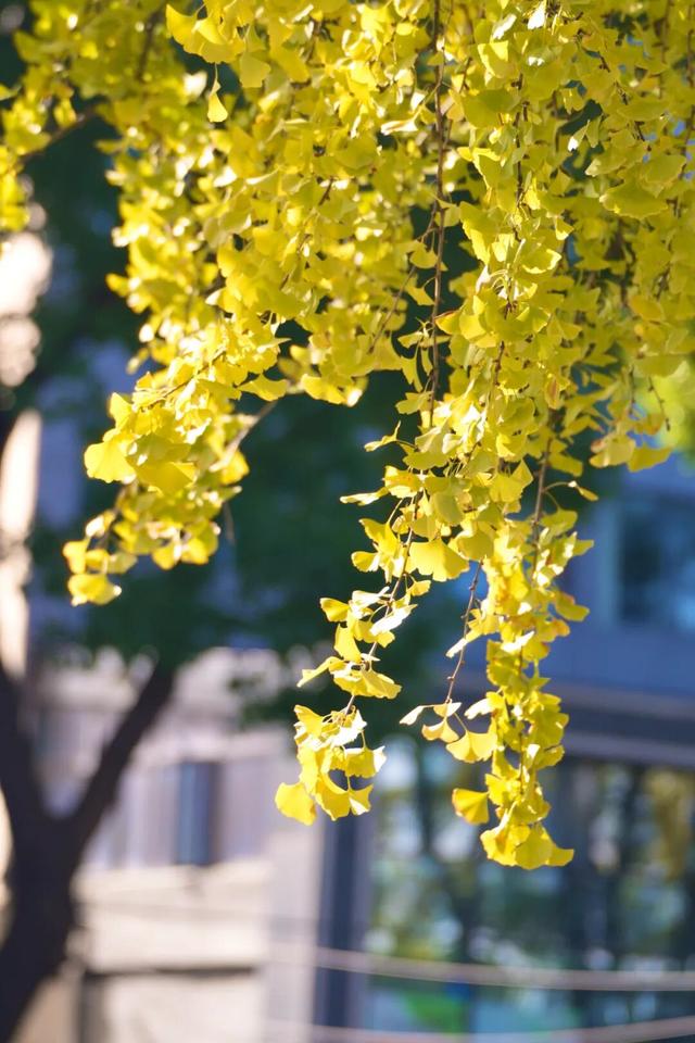 深秋的解放大道，安陆把最美的色彩泼给了它