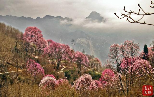 古树繁花漫山岗！绵阳辛夷花观赏攻略，快收藏→