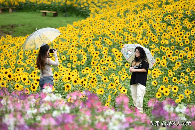六盘水明湖百余亩花田盛开引游客赏花入画来