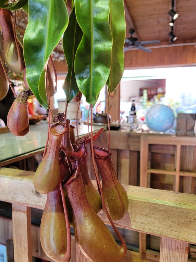 土楼拾光①:福建土楼景区——田螺坑片区（2025.2.9 漳州·南靖）