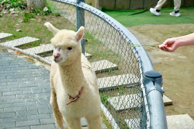 常熟尚湖飞熊乐园，一处藏在江南的梦幻岛，是假日遛娃的好去处