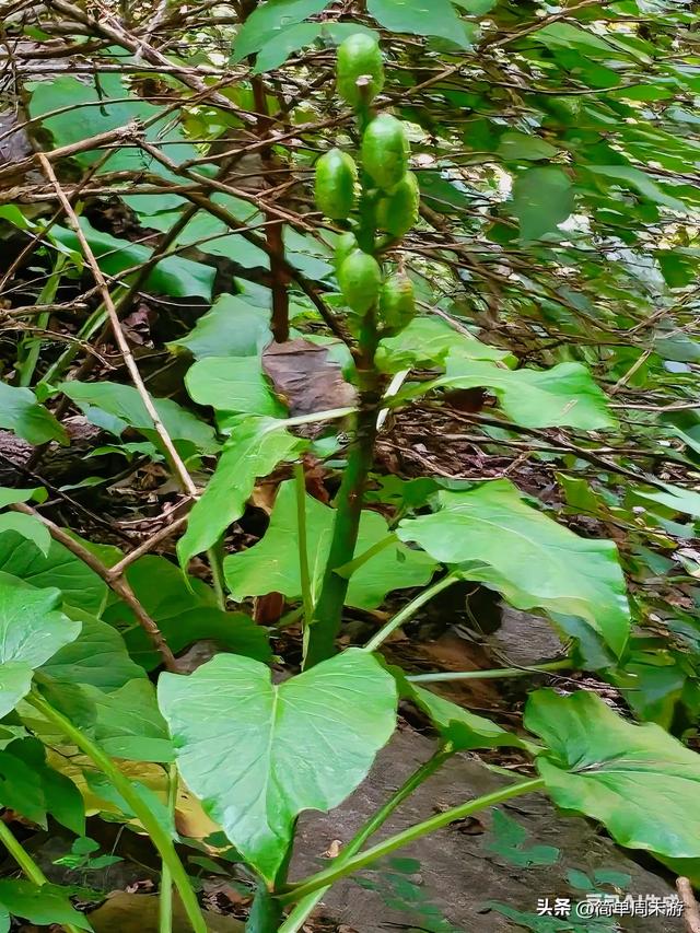 9)山西陵川三载后再赴南太行:18人战暑踏秘境,一程山水一程情