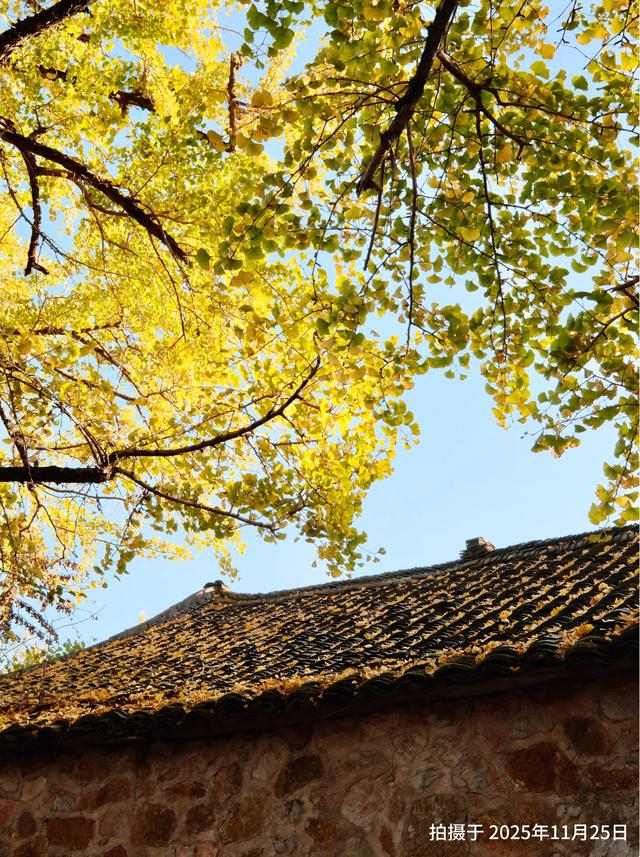 “中国银杏第一乡”迎来最佳观赏期!附近期实拍图→