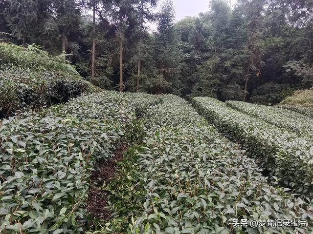 和老人相处是一个修炼的过程，阴天湿漉漉的我还是把茶树修剪完了
