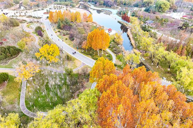 凤凰苑植物园：五彩林木绘就初冬美景