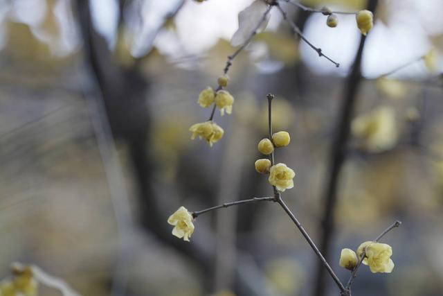 江苏淮安：“一品梅”香溢满园 百年风骨照初心