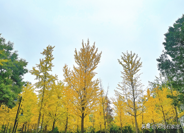 满城尽染“黄金甲”！石家庄公园银杏进入最佳观赏期，邀您共赴秋日浪漫