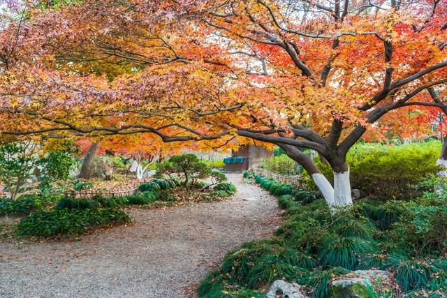 杭州人私藏的红叶地图曝光！这5个地方藏着江南最极致留恋的秋！