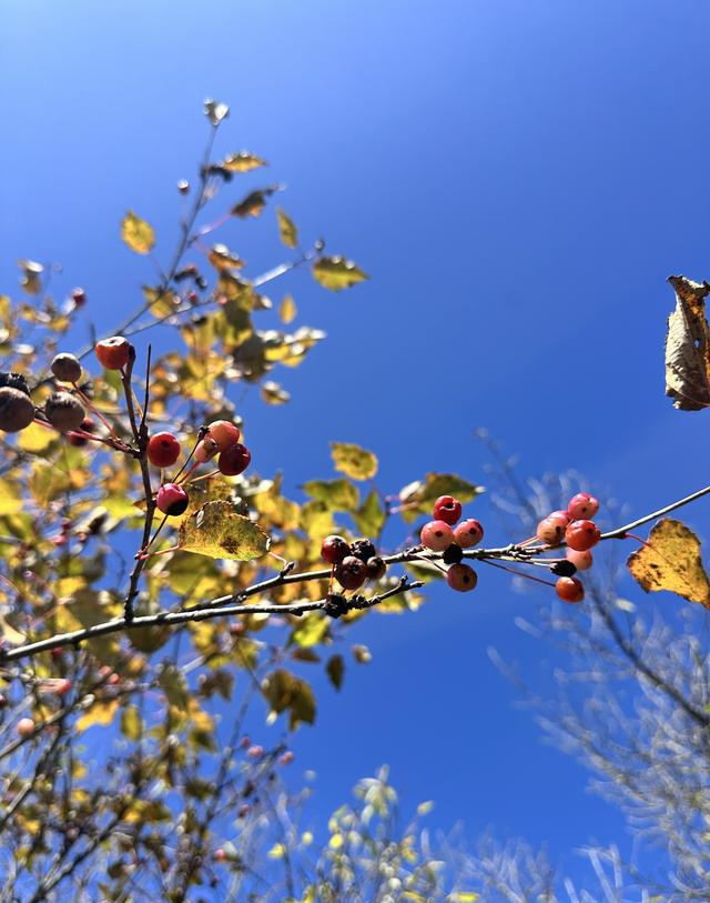 读唐诗看美景，让视觉和思绪一道欣赏黄叶遍地、层林尽染静美之景