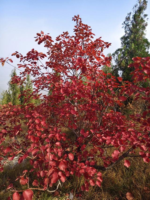 去博山盆泉张丹顶赏红叶