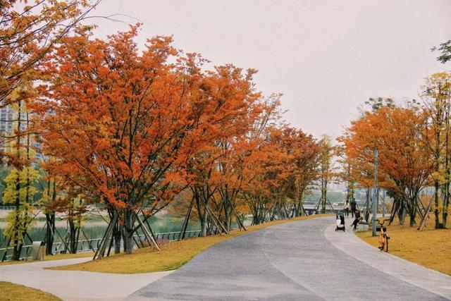 锦江公园秋意浓！红枫银杏作点缀，行走坐卧皆是诗~