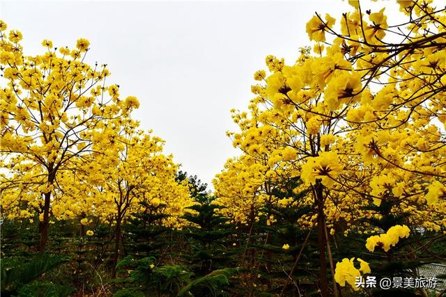 佛山市民国庆出游不用出家门，三水这个花主题景区将游客拉回春天