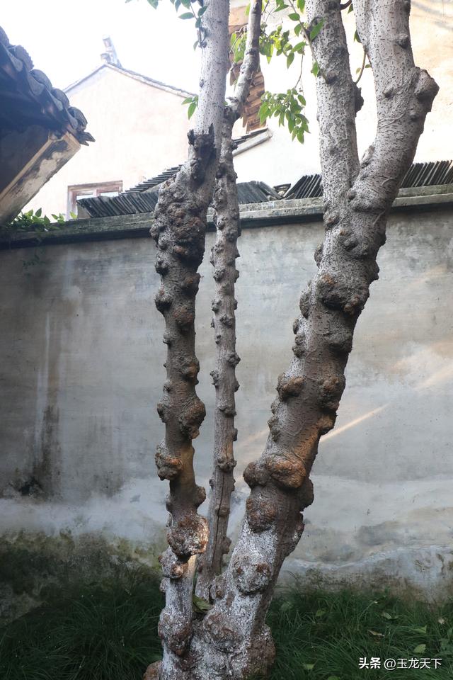 周庄印象丨晨光里的南社与易拉宝上的硝烟