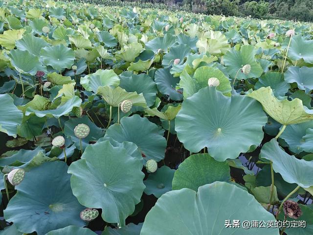荷花好,出淤泥而不染
