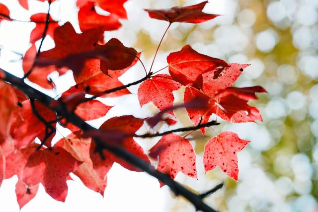 到滇池之上边，看周总理种植的树与秋日红枫林