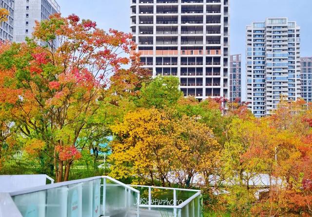 天府大道 乌桕已红透半边天