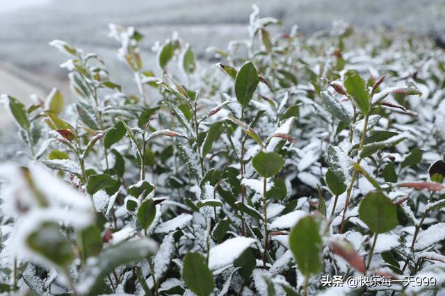 “最怕三九晴又暖” 今年三九太反常 连续晴天	，有啥预兆？农谚咋说