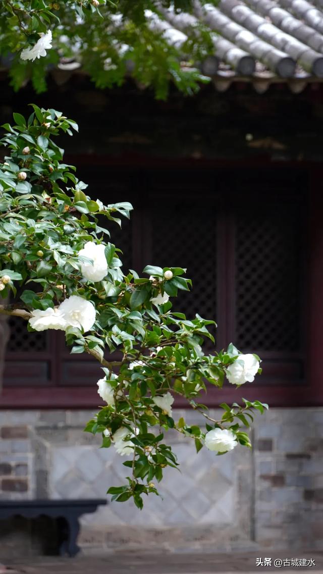 百年风骨，玉盏凝香！建水文庙三百岁白山茶迎盛花期