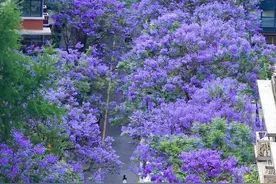成都蓝花楹浪漫来袭！附9个蓝花楹定位攻略，错过等一年！图片