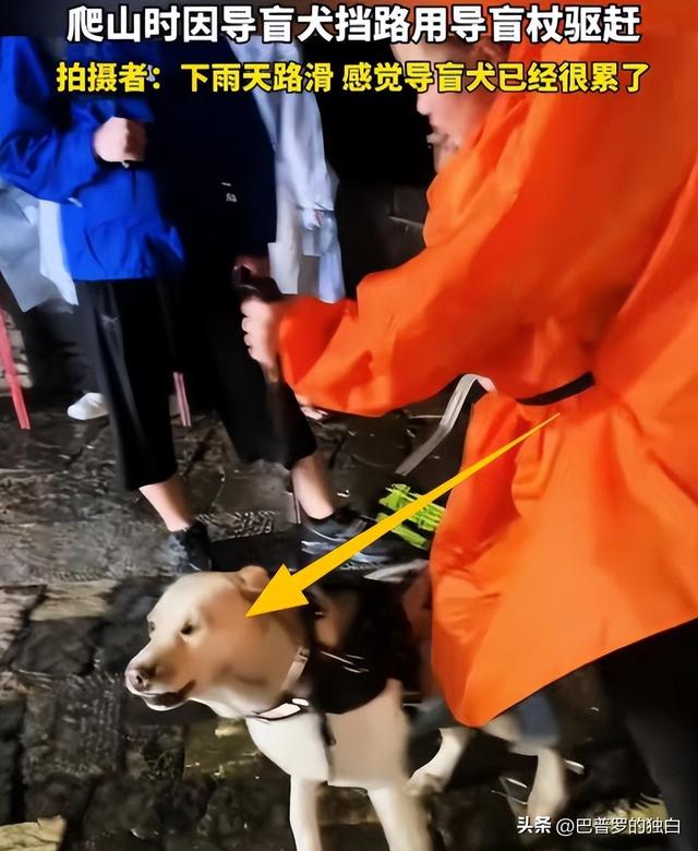 爬泰山的作死夫妻被制裁！导盲犬被收回，身份被扒，家里还有一只