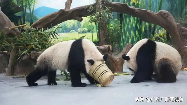 顶流“大湾鸡”陪你跨年！广州元旦打卡攻略，热门玩法大揭秘