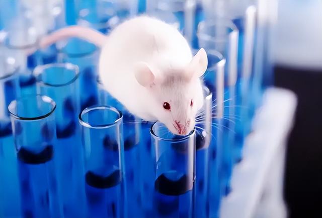 中国空间站迎首批小鼠宇航员，成果突破太空哺乳动物饲养关键技术