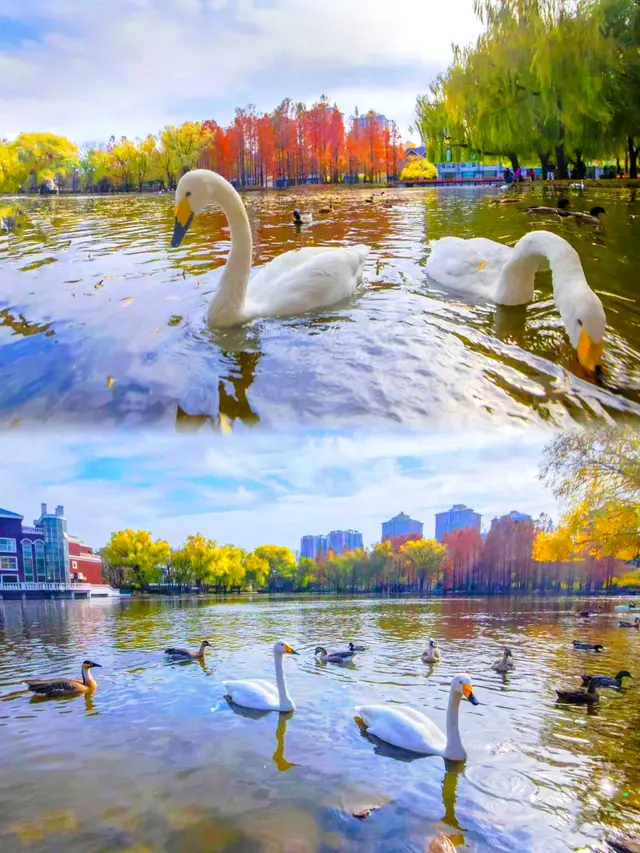 奇观！桃花逆寒盛开！北京的秋冬有多“热闹”——