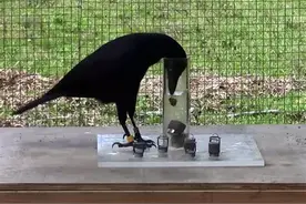 乌鸦的智力相当于7岁小孩儿图片