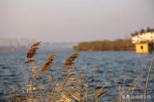 🤏捡捡捡，淄博惊现“捡秋”大神！海岱楼、周村大街…全被捡出来了→