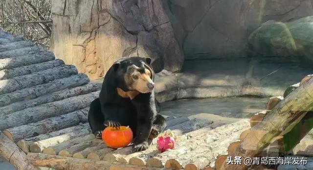 又美又可爱的西海岸！总要来一次！