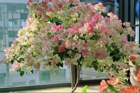 养过3次三角梅后，我懂了：买三角梅一定记住这6点，不交智商税！图片