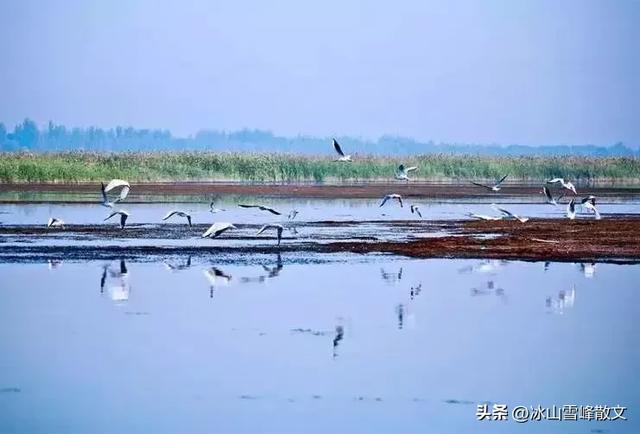 【随笔】与衡水湖对坐