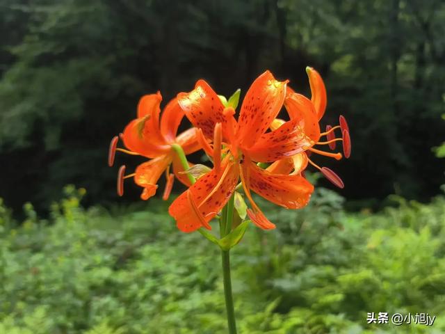 本溪小芹沟—五顶山—大西沟穿越,夏练三伏