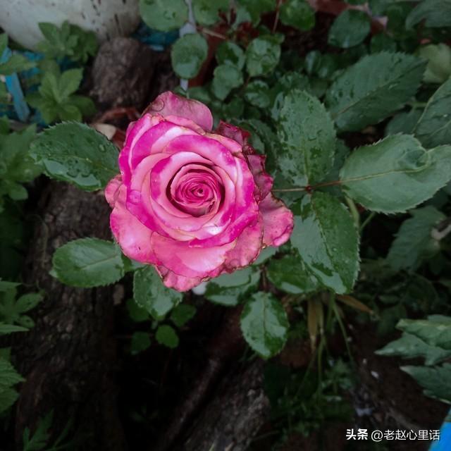 红玫瑰与白玫瑰：她为何越界，他又何从“朱砂痣”沦为“蚊子血”