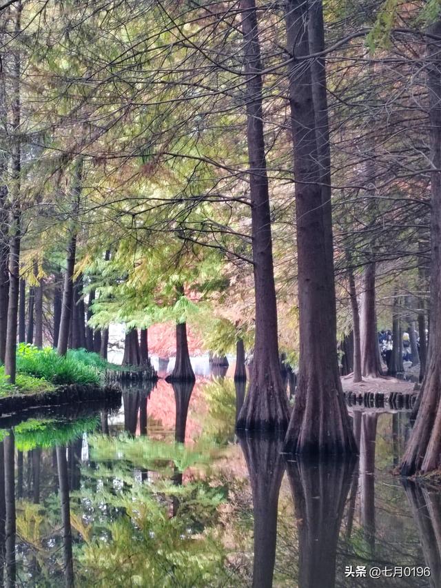 明孝陵探秘之燕雀湖邂逅落羽杉
