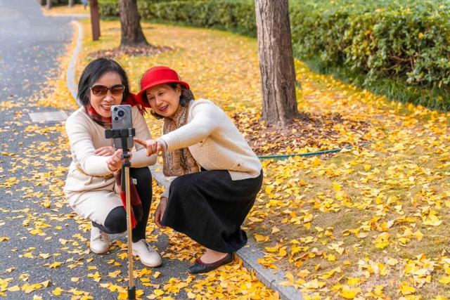 300岁古银杏披上“黄金甲”，“落叶不扫”打造金色打卡点