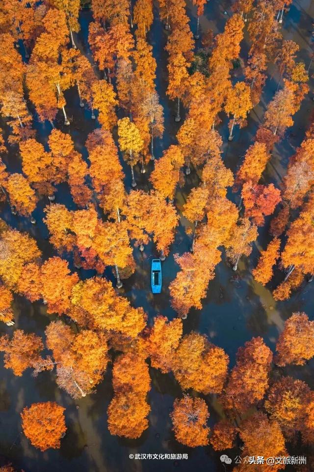 别去日本了！新洲的“同款”风景，美得更懂你