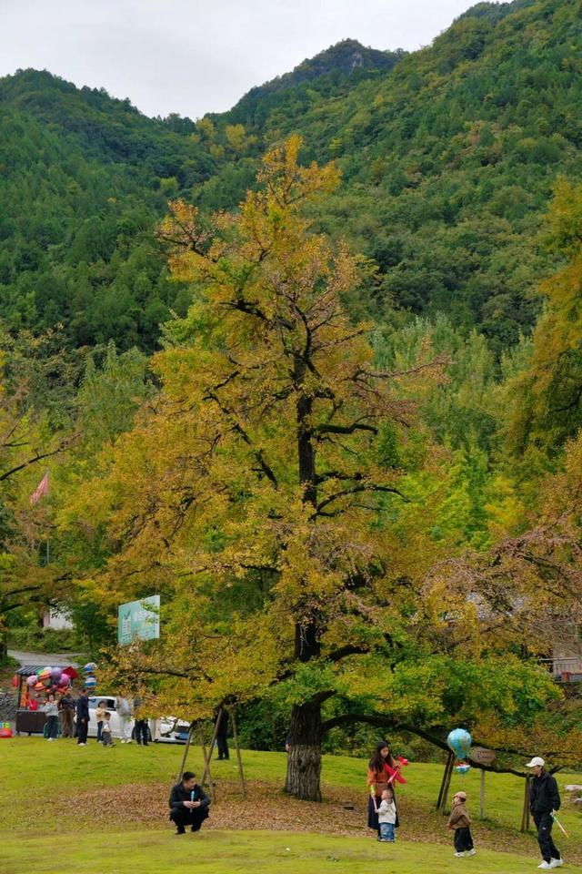 银杏染秋，邂逅徽县田河村的千年金色浪漫